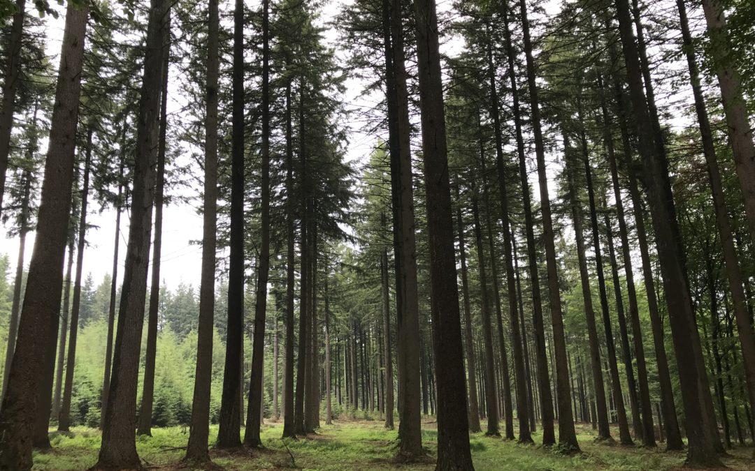Fiscalité forestière : réunion le mercredi 15 mai 2019
